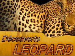 location leopard